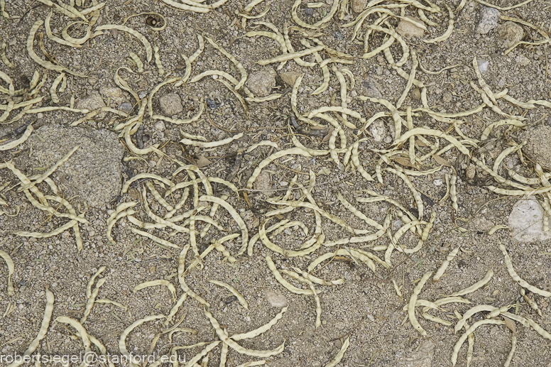 Desert Biogeography of Joshua Tree National Park